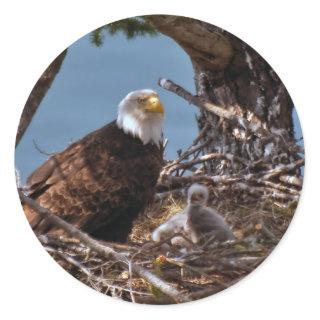 Bald Eagle Chicks - Sticker