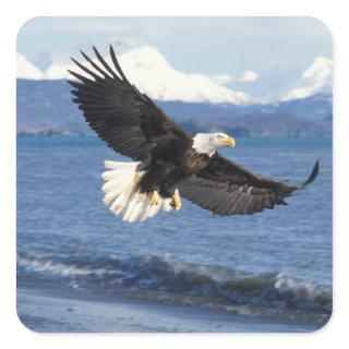 bald eagle, Haliaeetus leuccocephalus, in flight Square Sticker