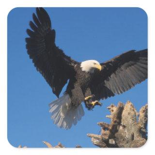 bald eagle, Haliaeetus leuccocephalus, landing Square Sticker