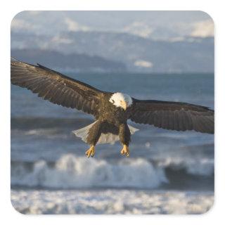 Bald Eagle, Haliaeetus leucocephalus, Homer, 3 Square Sticker