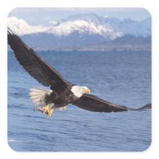 bald eagle, Haliaeetus leucocephalus, in flight 4 Square Sticker