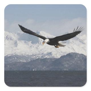 Bald Eagle in Flight, Haliaeetus leucocephalus, Square Sticker