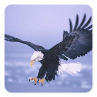 Bald Eagle Landing Wings Spread in a Storm, Square Sticker