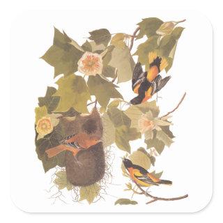 Baltimore Oriole Audubon Bird Family with Nest Square Sticker
