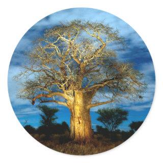 Baobab (Adansonia) Tree Light Up By The Moon Classic Round Sticker