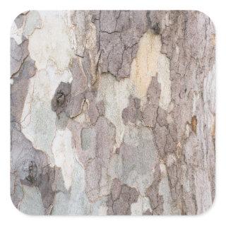 Bark of plane tree square sticker