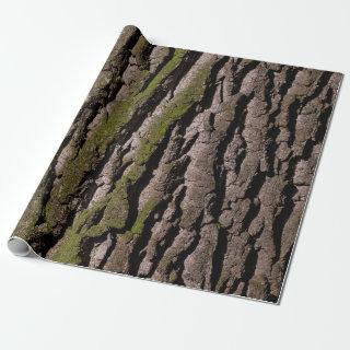 Bark tree oak moss trunk wood