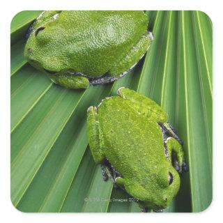 Barking Tree Frog (hyla gratiosa) Square Sticker