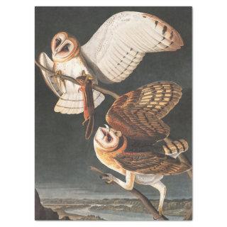 Barn Owl by John James Audubon Tissue Paper