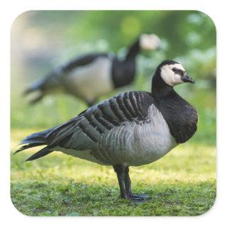Barnacle Goose Standing Square Sticker