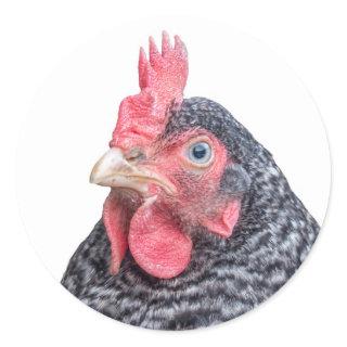 Barred Plymouth Rock Laying Hen Photo Classic Round Sticker
