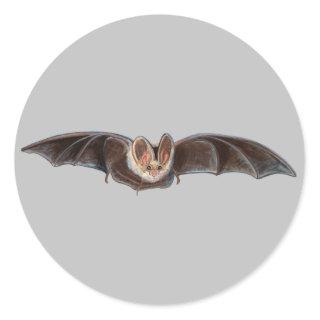 Bat Pipistrellus pipistrellus Illustration Gray Classic Round Sticker
