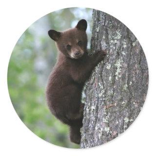 Bear Cub Climbing a Tree Classic Round Sticker