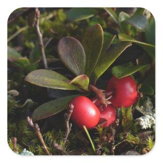 Bearberry, Arctostaphylus uva-ursi Square Sticker