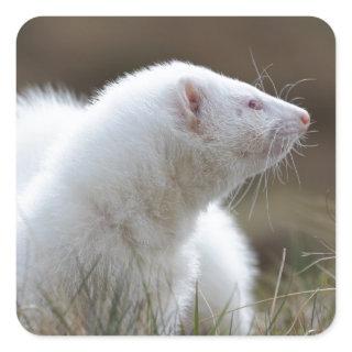 Beautiful Albino Ferret Square Sticker