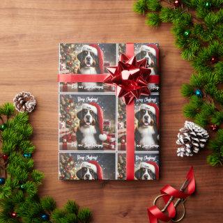 Beautiful Bernese Mountain Dog with Santa Hat