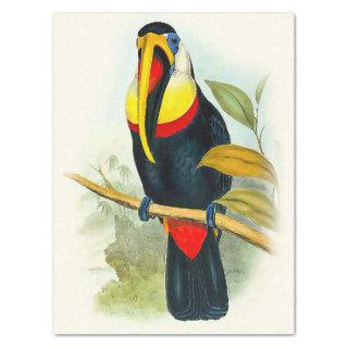 Beautiful Bird Vintage Toucan Tissue Paper