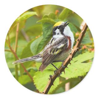 Beautiful Chestnut-Sided Warbler on a Branch Classic Round Sticker