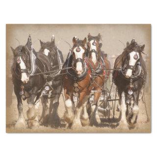 Beautiful Clydesdale Horses Plowing - Team Work Tissue Paper