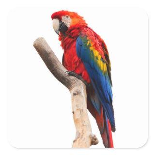 Beautiful Colorful Scarlet Macaw Parrot Bird Square Sticker