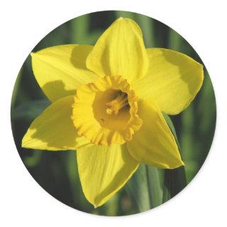 Beautiful Daffodil Classic Round Sticker