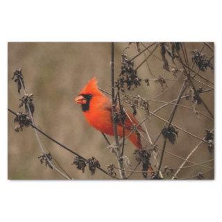 Beautiful Northern Cardinal  Tissue Paper