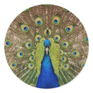 Beautiful peacock and tail feathers print classic round sticker