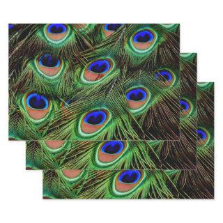 Beautiful Peacock Feathers   Sheets