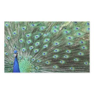 Beautiful Peacock stickers