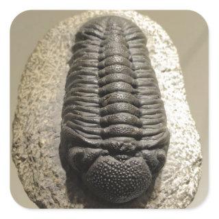 Beautiful Phacops trilobite fossil photo Square Sticker
