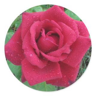 Beautiful Photo  a Red Rose with Raindrops Sticker
