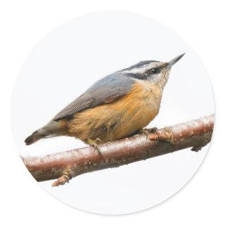 Beautiful Red-Breasted Nuthatch on a Branch Classic Round Sticker