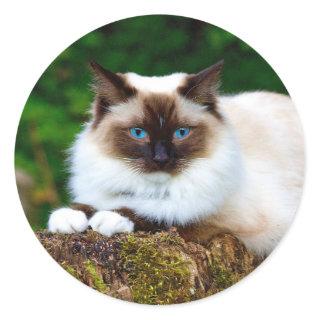 Beautiful Siamese Cat Photo Classic Round Sticker