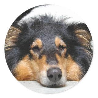 Beautiful tri color Collie dog sticker, gift idea Classic Round Sticker