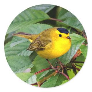 Beautiful Wilson's Warbler in the Cherry Tree Classic Round Sticker