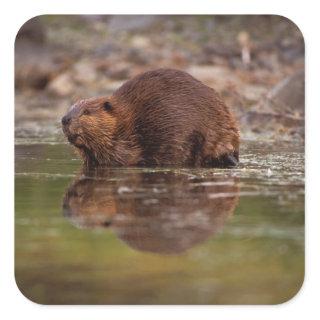 beaver, Castor canadensis, goes for a swim in Square Sticker