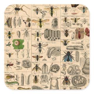 Bee Insect Bug Wasp Natural Nature Bees Painting Square Sticker