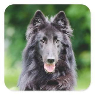 Belgian Groenendael dog, Belgian Shepherd photo Square Sticker