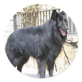 Belgian  (Groenendael) full Classic Round Sticker