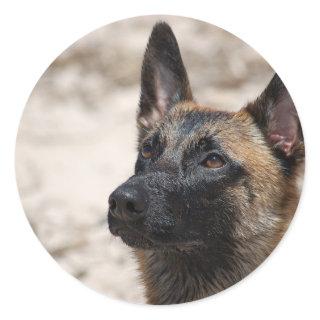 Belgian Malinois Classic Round Sticker