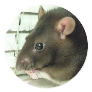 Bell The Rat Stickers