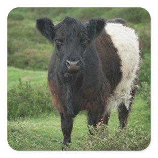 Belted Galloway Cow Square Sticker