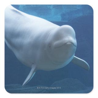 Beluga whale (Delphinapterus leucas) Square Sticker