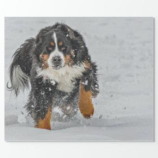Bernese Mountain Dog Snow Photo