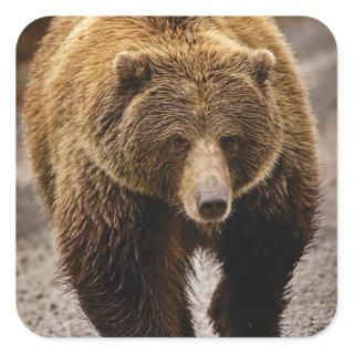 big brown bear square sticker