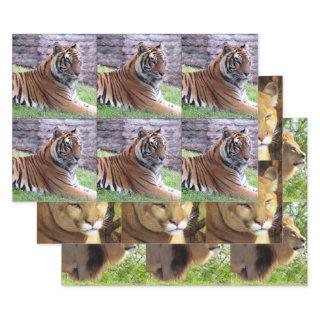 Big Cat 3 Design Pack  - All Occasion  Sheets