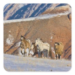 Big Horn Mountains, Horses running Square Sticker