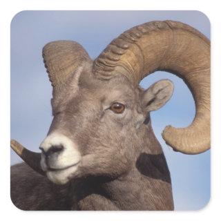 big horn sheep, mountain sheep, Ovis canadensis, Square Sticker