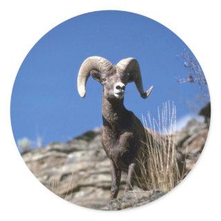 Bighorn sheep (Ram alert on face of mountain cliff Classic Round Sticker