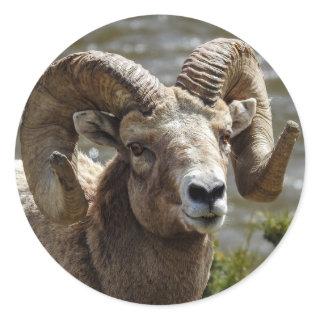 Bighorn Sheep Sticker